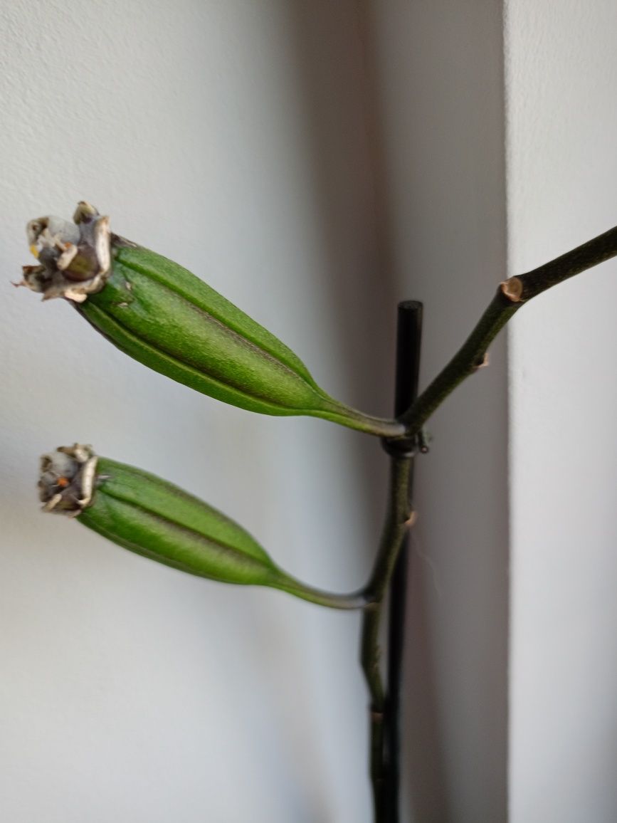 Storczyk orchidea nasiona