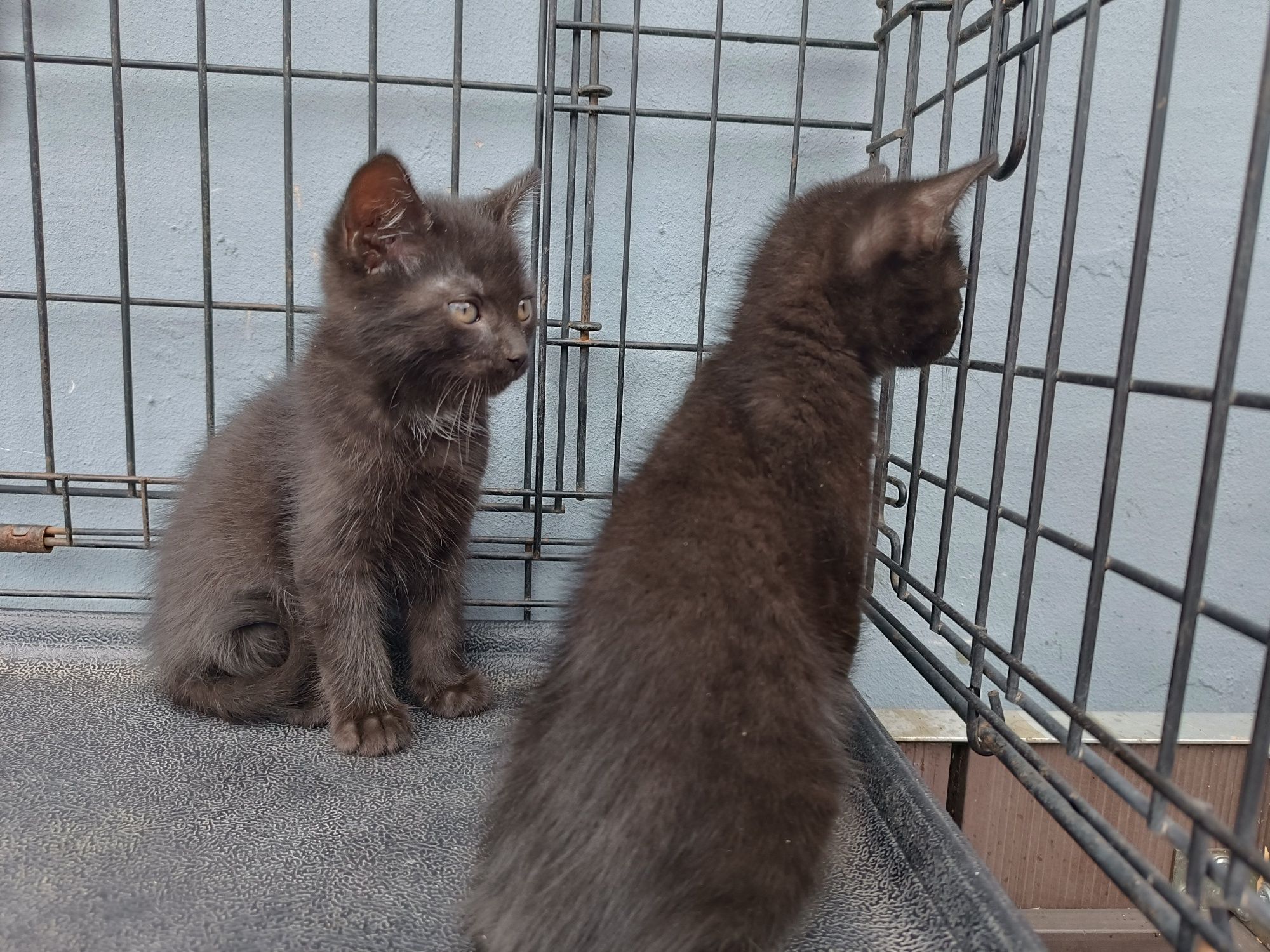 kotek po Brytyjskim kotki kot koteczki kotka