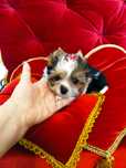 Mini,mini Samczyk Biewer Yorkshire terrier .do 1.80 kg.