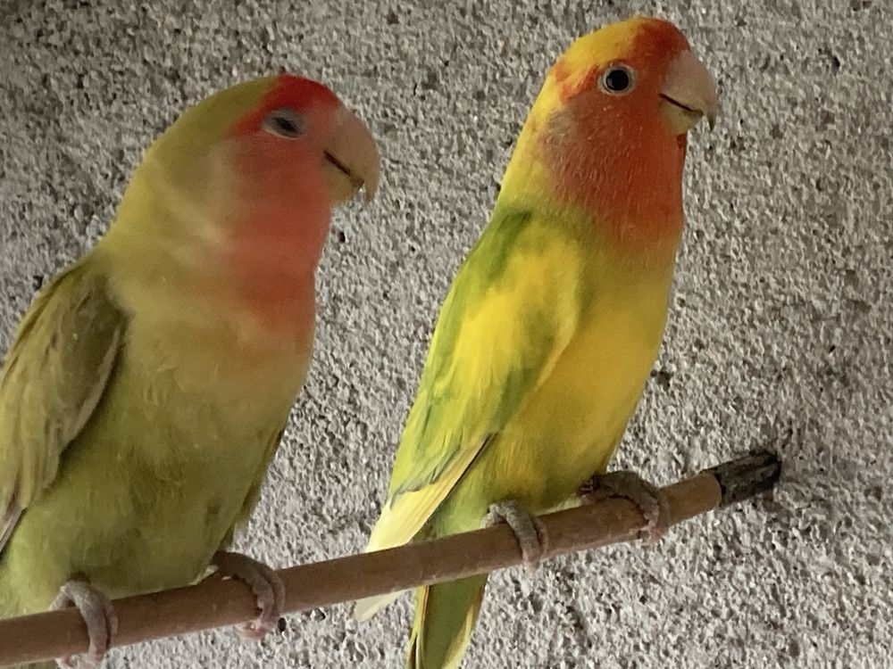 Agapornis para serem criados a mao