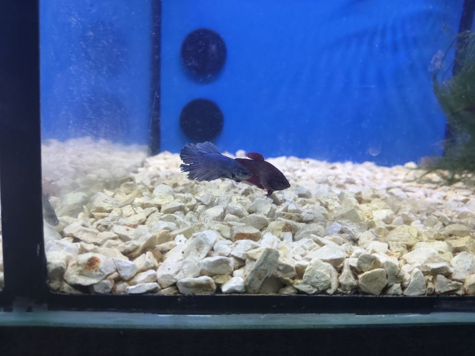 Bettas fêmeas variadas