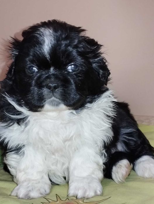 Продається пекінес хлопчик