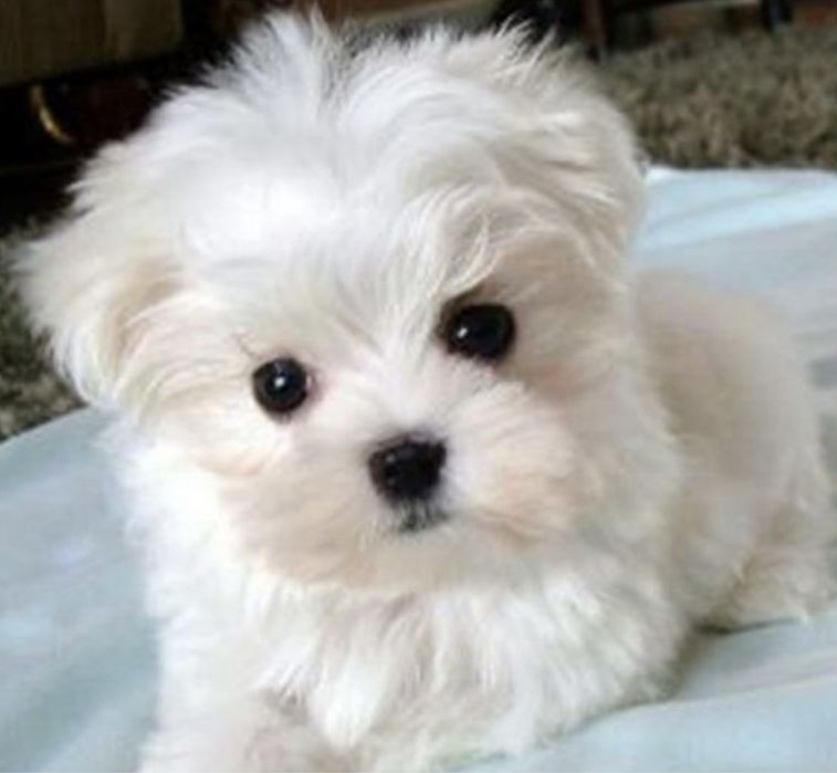 Bichon maltes menino