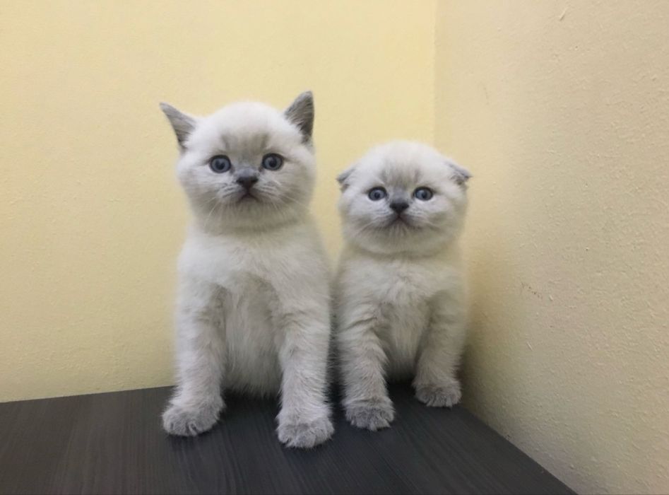 Шотландские котики шотландські котики