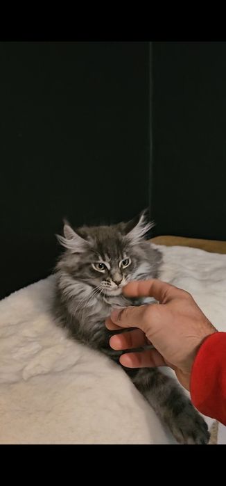 Kocurek Maine coon