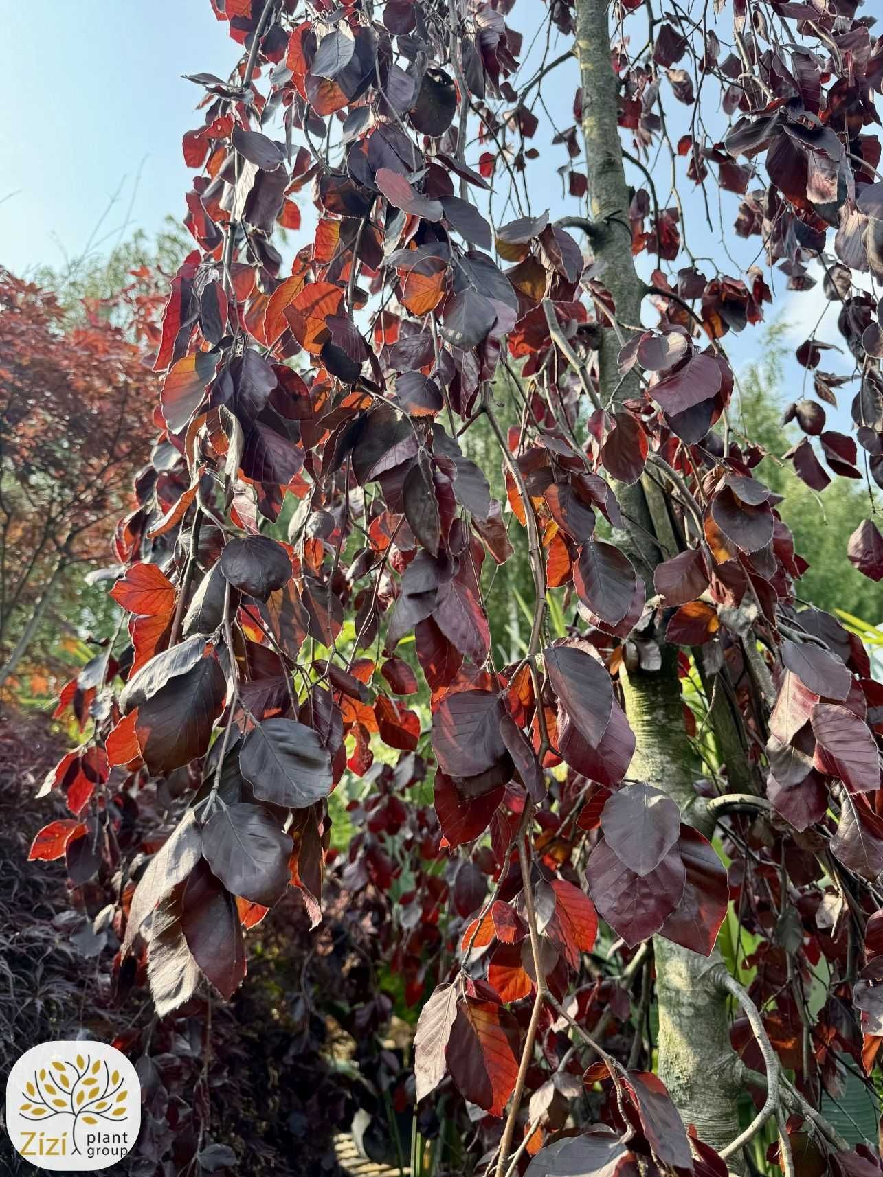 Fagus sylvatica Purple Fountain, Buk pospolity, obwód 20-24cm, 4,5-5m
