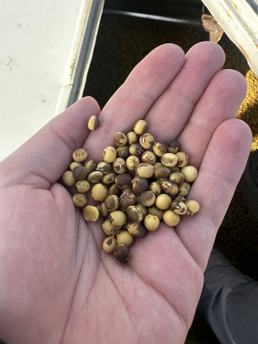 Soja ziarno zbior 2025