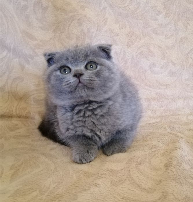Шотландский скоттиш фолд мальчик