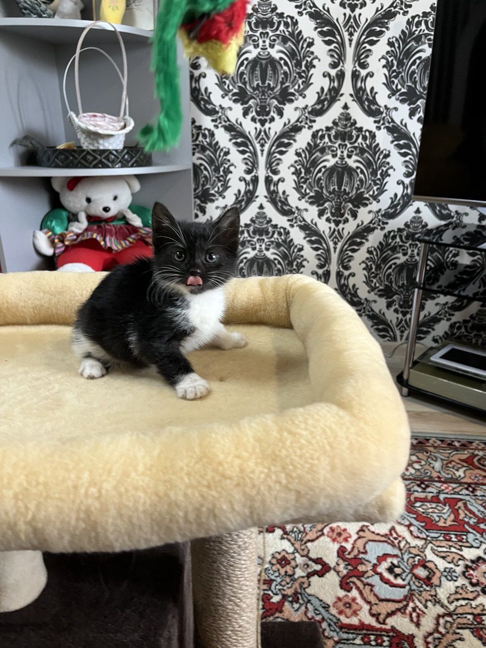 Котулька - лапулька