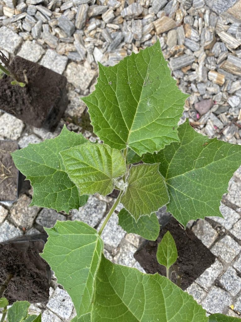 Gotowe do sadzenia drzewo tlenowe, oxytree, paulownia, duże sadzonki,