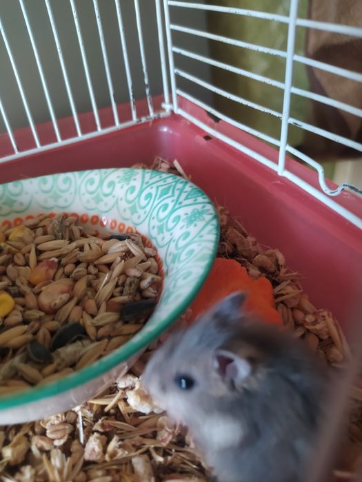 Хомячки Кременчуг