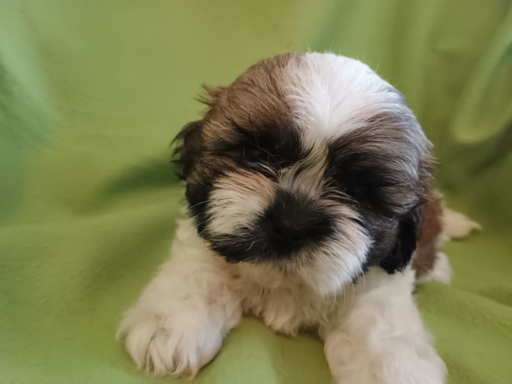 Piesek Shih Tzu chłopiec
