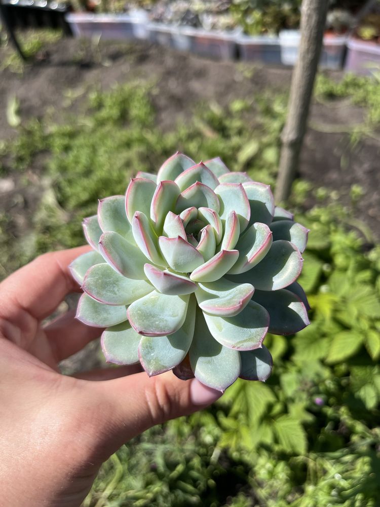 Сукуленти Echeveria Neon Breakers,  Echeveria Hercules та інші