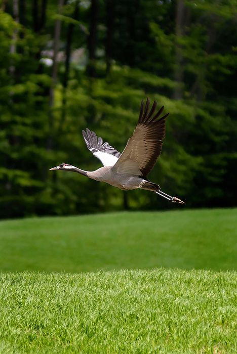 Nikon D500 stan BDB niski przebieg.