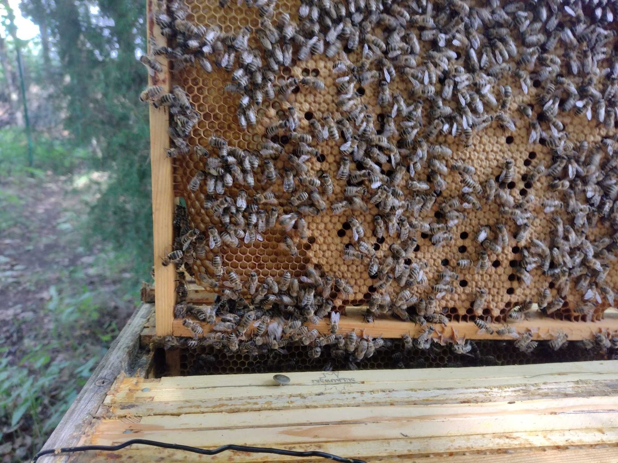 pszczoły - odkłady i rodziny w ulach