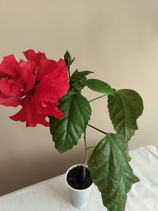 Hibiskusy doniczkowe