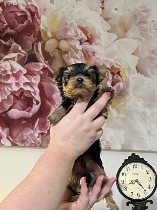 Yorkshire terrier zkwp FCI piesek