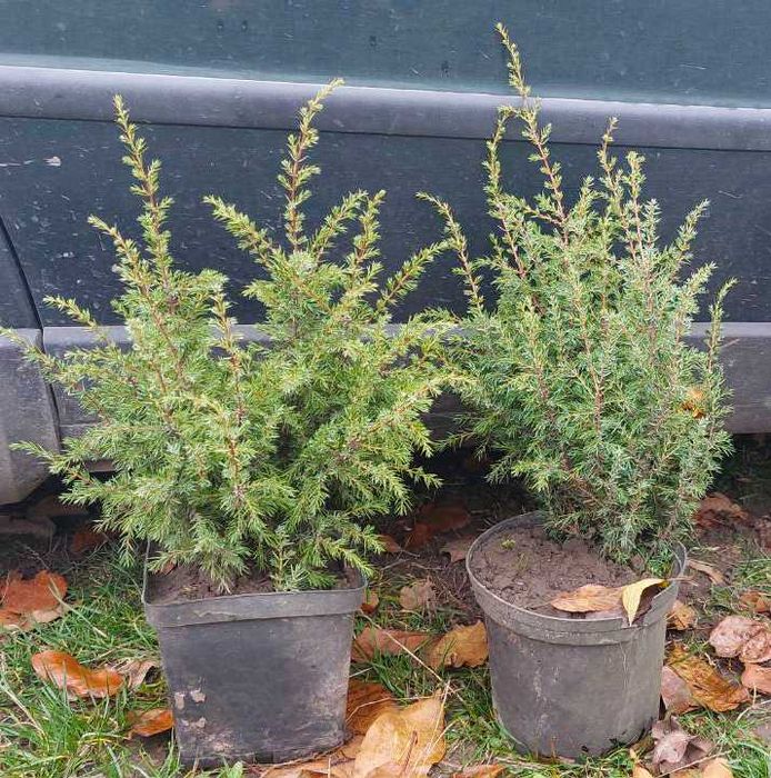 Ялівець/можжевельник вертикальний кущик Розпродаж