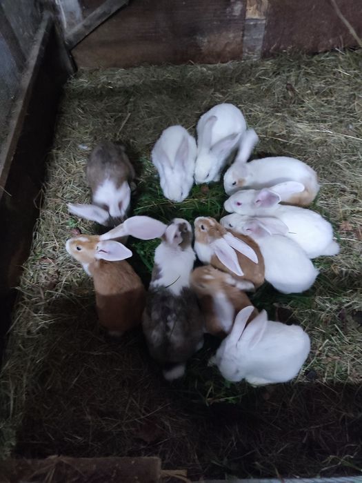 Sprzedam króliki samce samice
