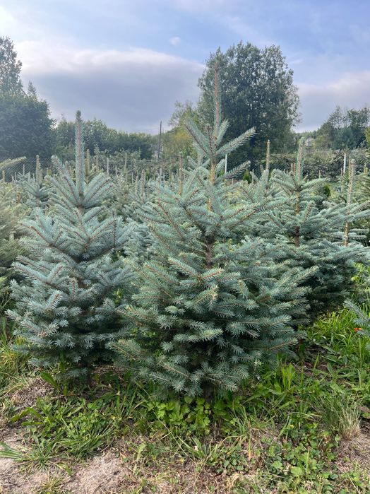 Голуба ялинка «Кейбаб»