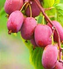 Продам актинідія доставка Київ метро від 1 кг