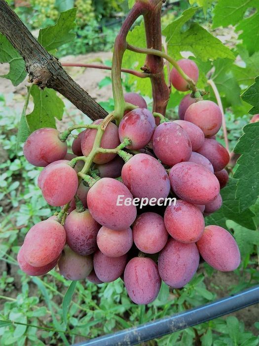 Саджанці винограду