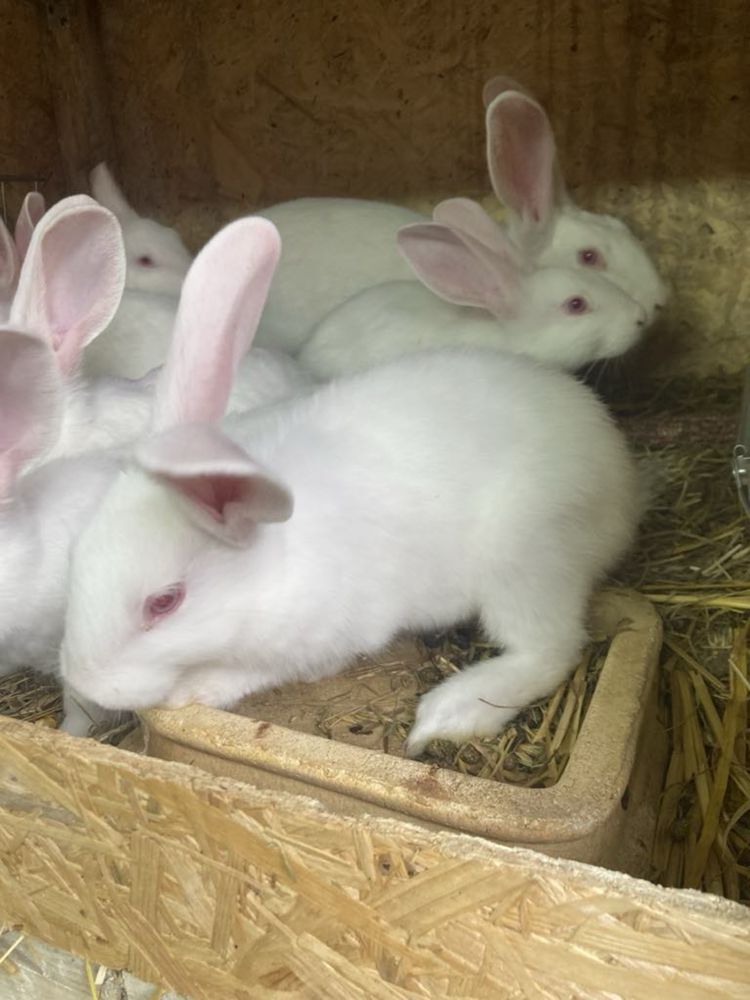 młode króliki  termondzkie