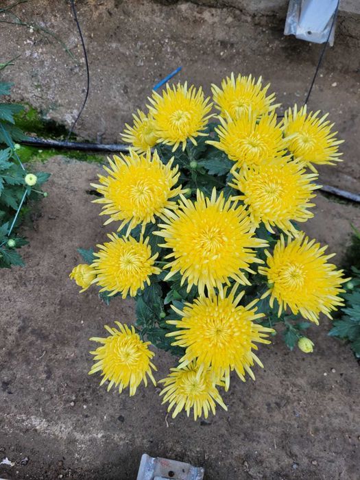 Chryzantemy, chryzantema drobna, wielkokwiatowa