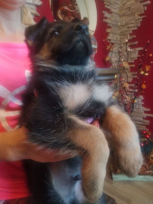 Продам цуценят Німців
