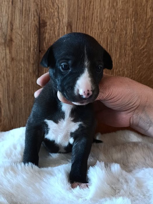 Szczeniaczek Whippet  (chart angielski) - ZkwP