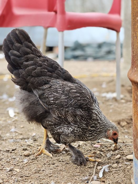 Casal x brahmas jovem
