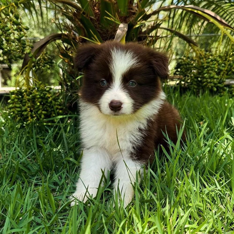 Border Collie Femea chocolate
