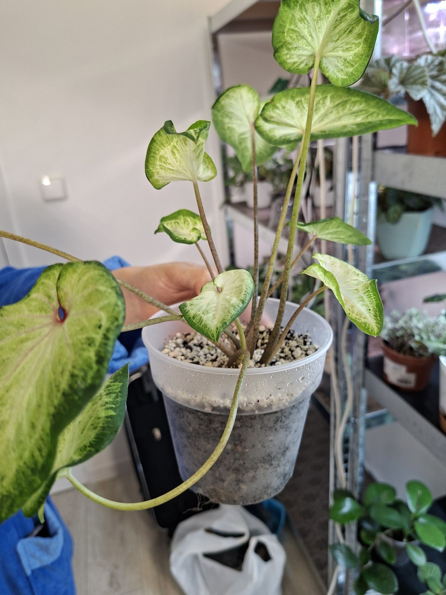 - Caladium - -- .