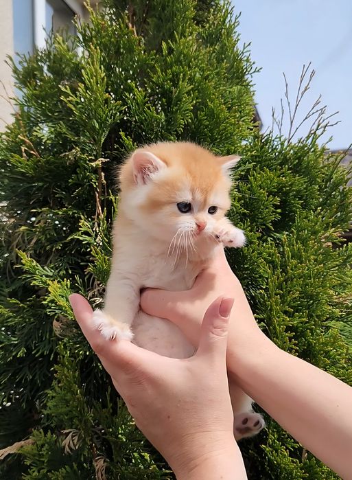 Шотландські кошенята золота шиншила