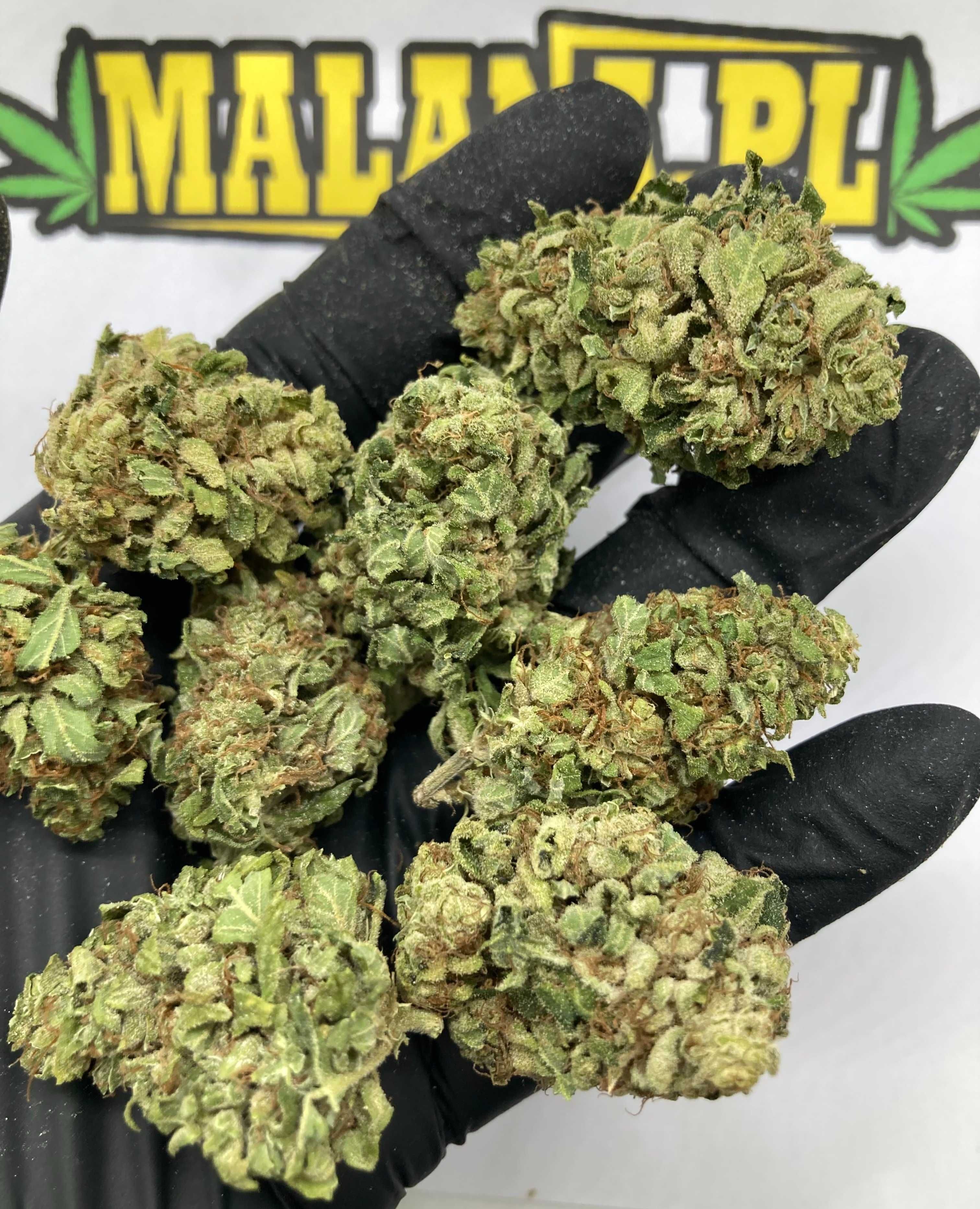 Jasny Lekki Zielony Susz CBD White Widow 10g MALANA.PL