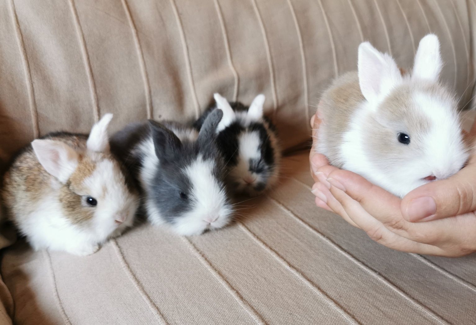 KIT Coelhos anões angorá e holandês mini muito fofos