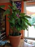 Roślina  Calathea (Duża)