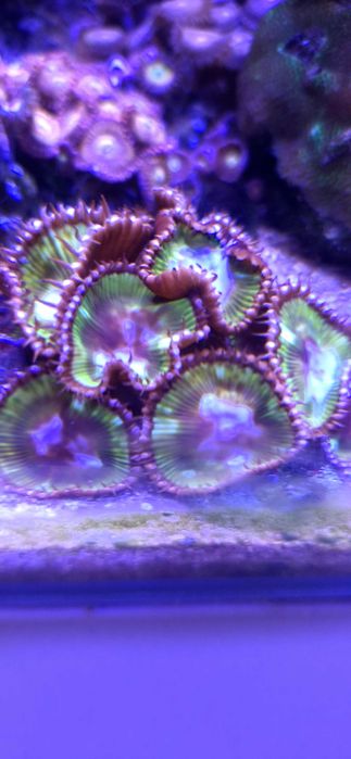 Palythoa Grandis zoa Zoanthus