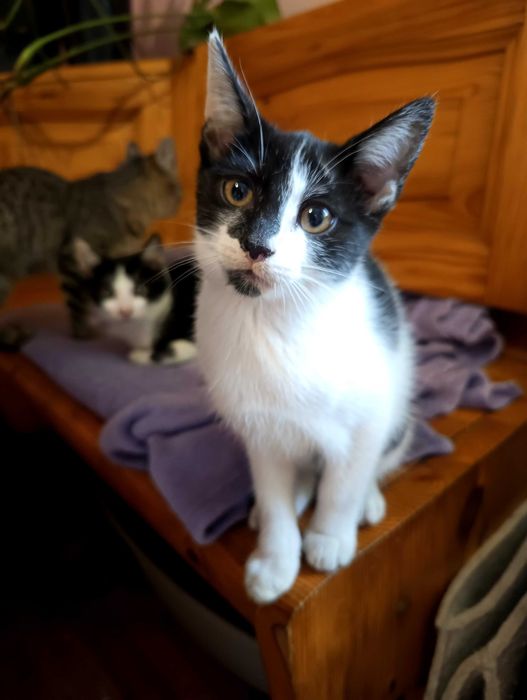 Trzy kotki do adopcji