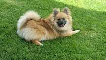 Piękny piesek szpic miniaturowy pomeranian?