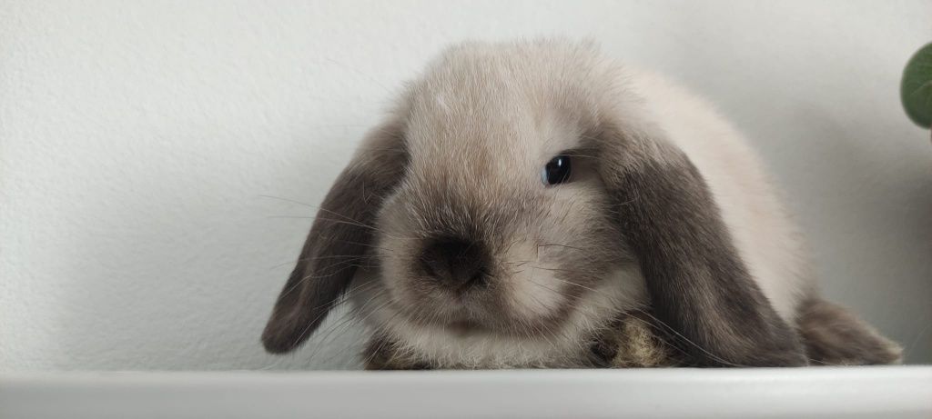 Mini Lop królik gotowe do odbioru