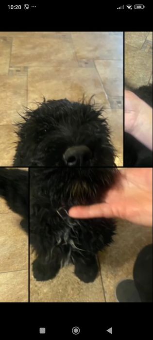 Русский черный терьер