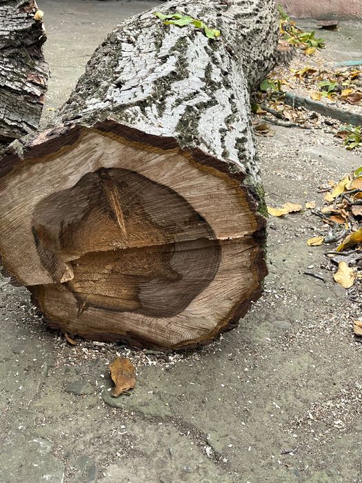 Продам стовбур і верхушку грецького горіха (канадський сорт)