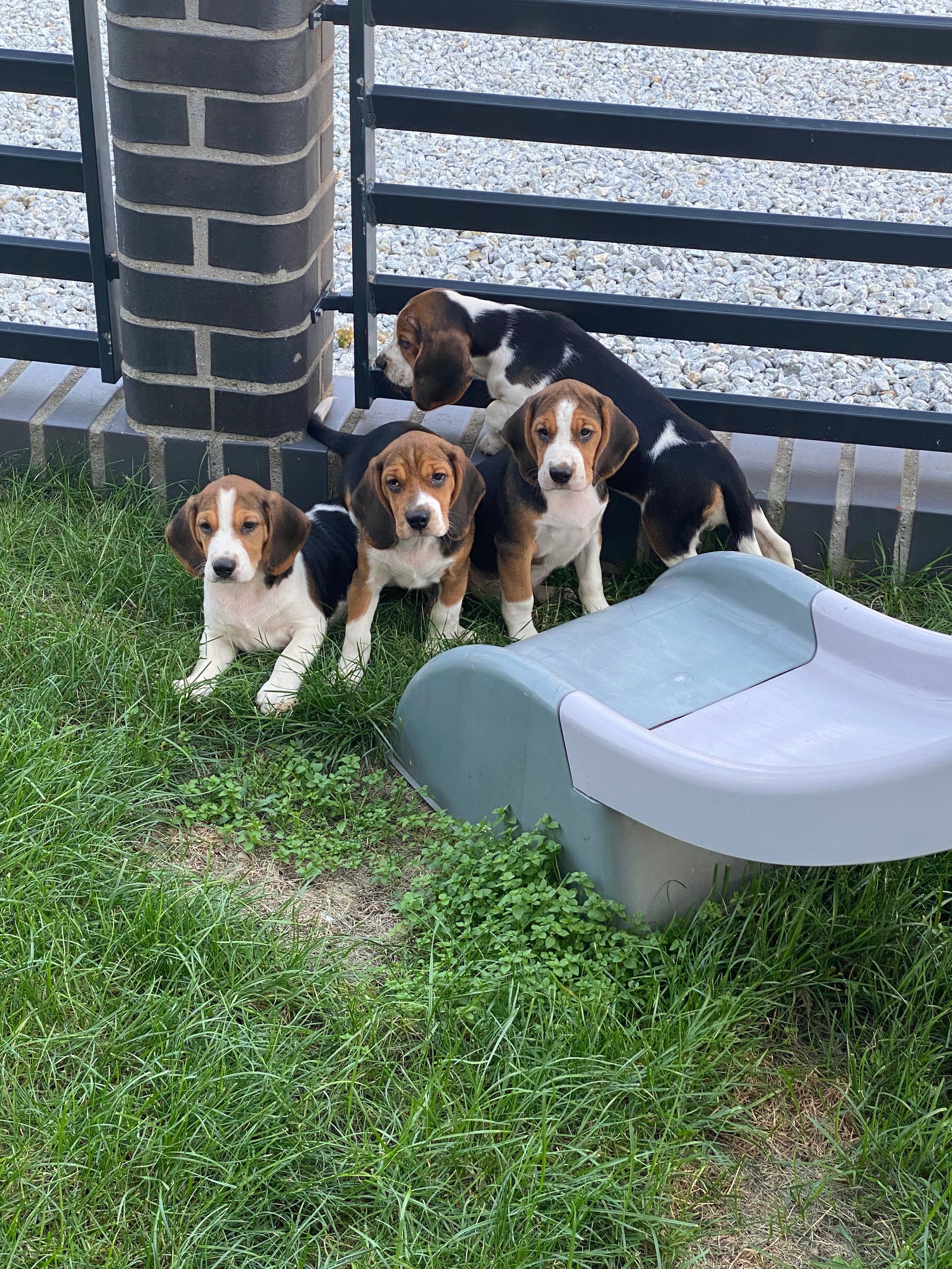 Śliczny szczeniak Beagle
