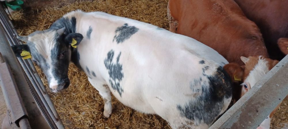 Sprzedam odsadki byczki MM BB SM LM