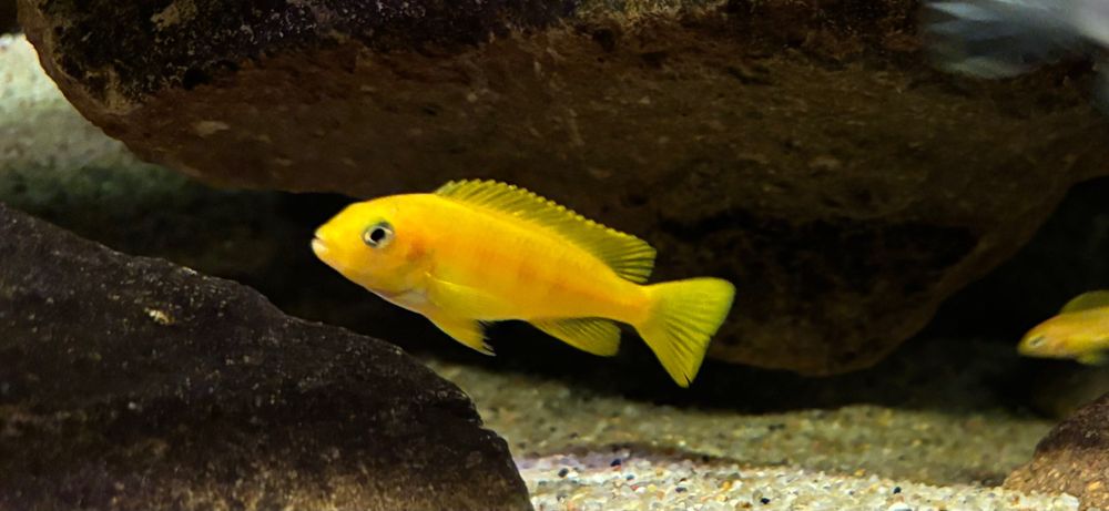 Chindongo saulosi - pyszczaki z Malawi