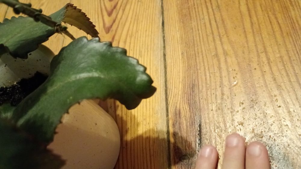 Żyworodka roślina lecznicza