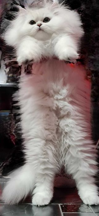 Чистокровний британський довгошерстий котик