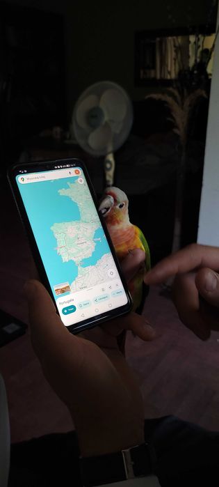 opieka indywidualna nad kotem lub innym zwierzeciem domowym