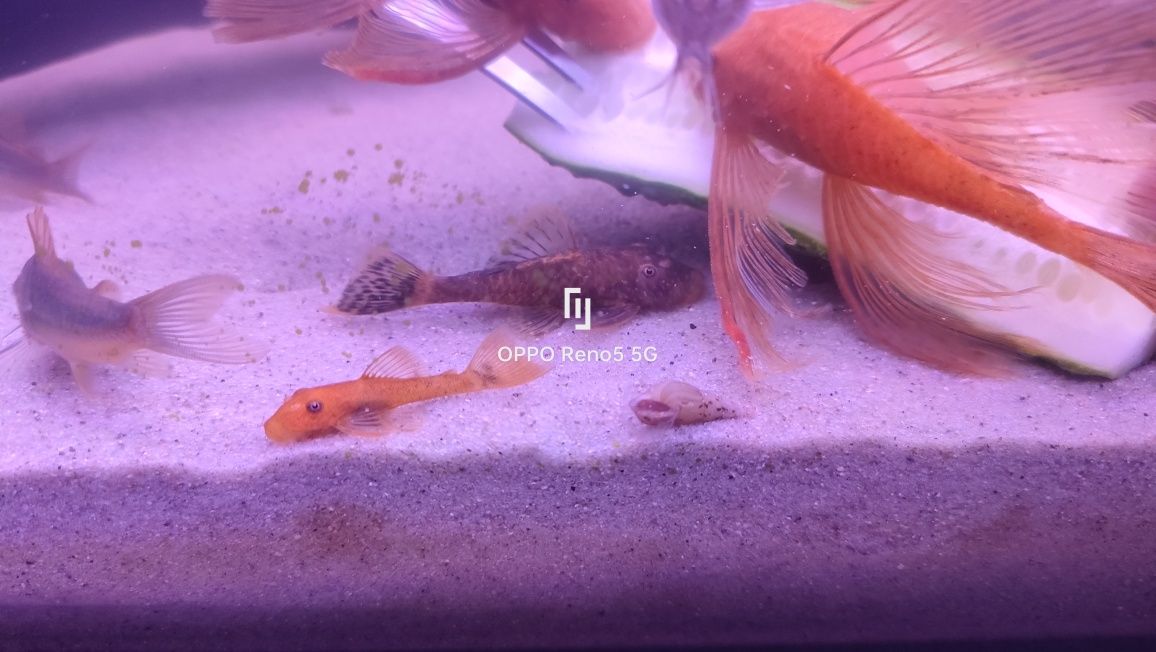 Zbrojnik -glonojad Red, Niebieski, Albinos , Calico